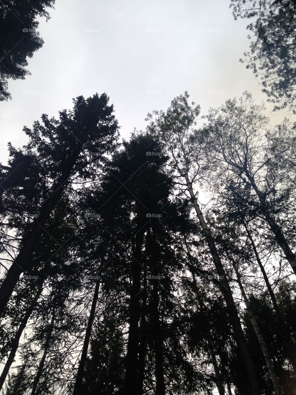 Skies and trees
