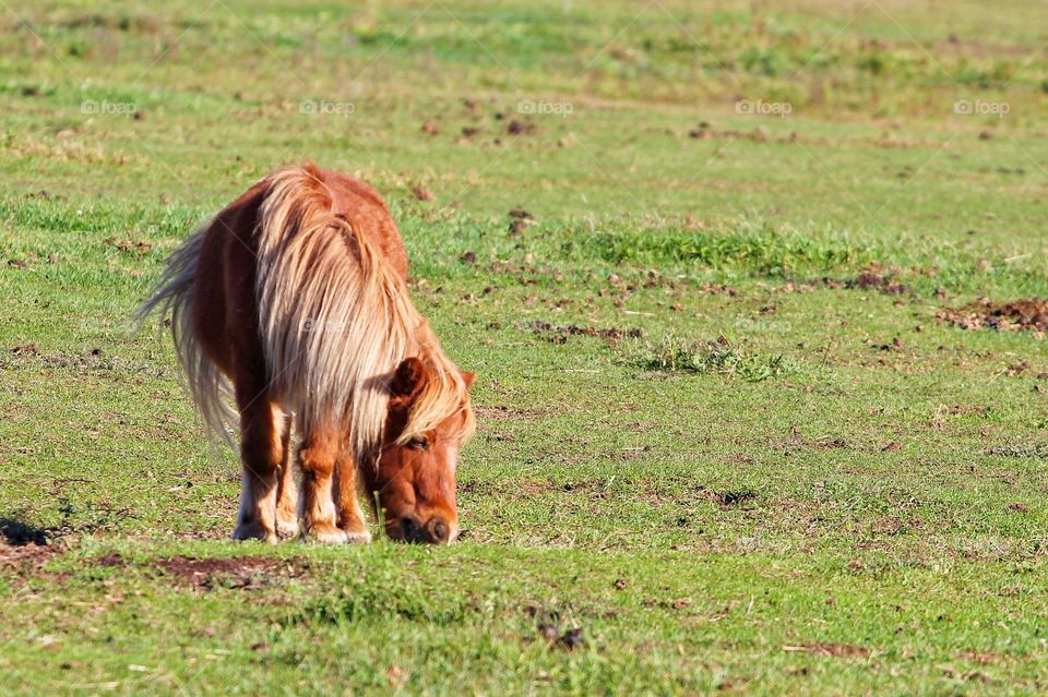 Another Shetland pony (can’t remember name)