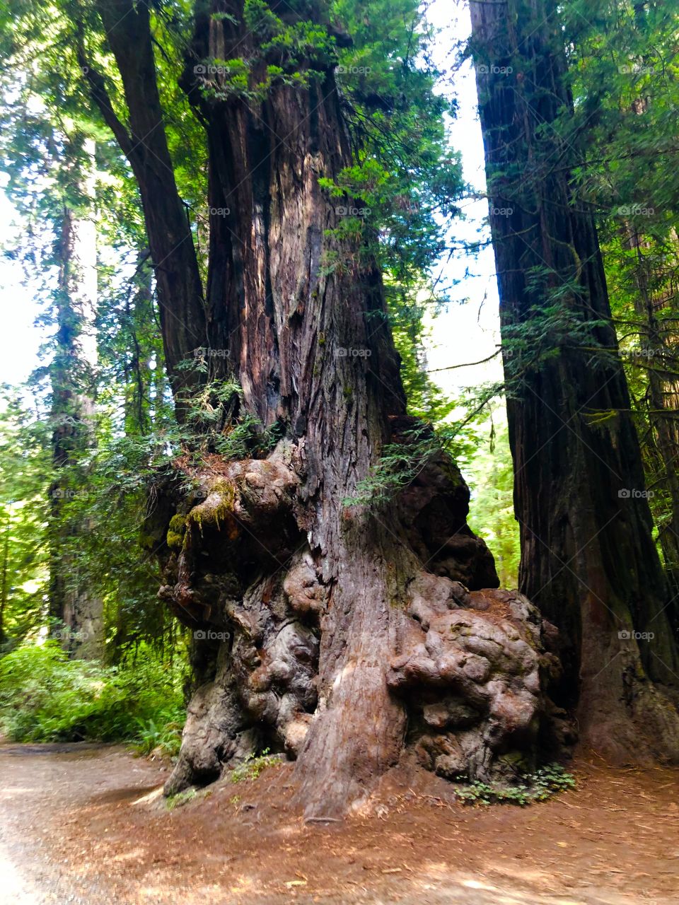 Redwood Tree