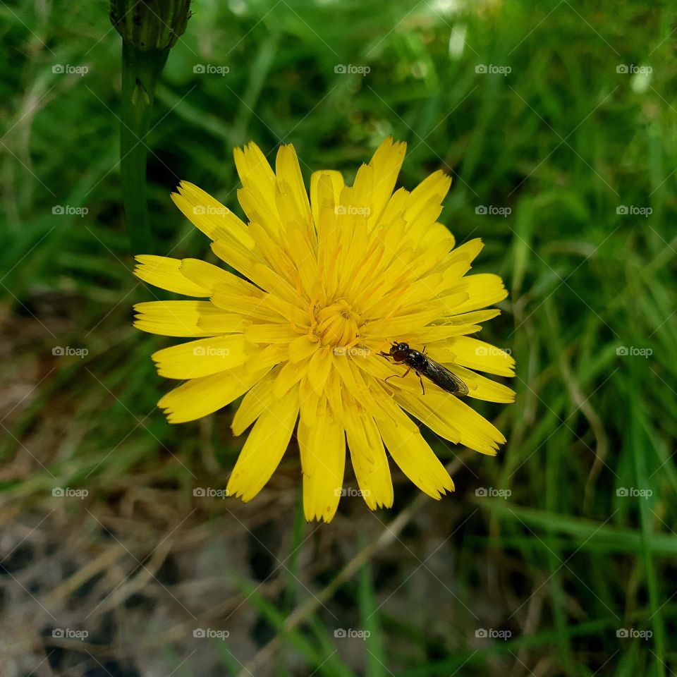 A dandelion with a flying ant