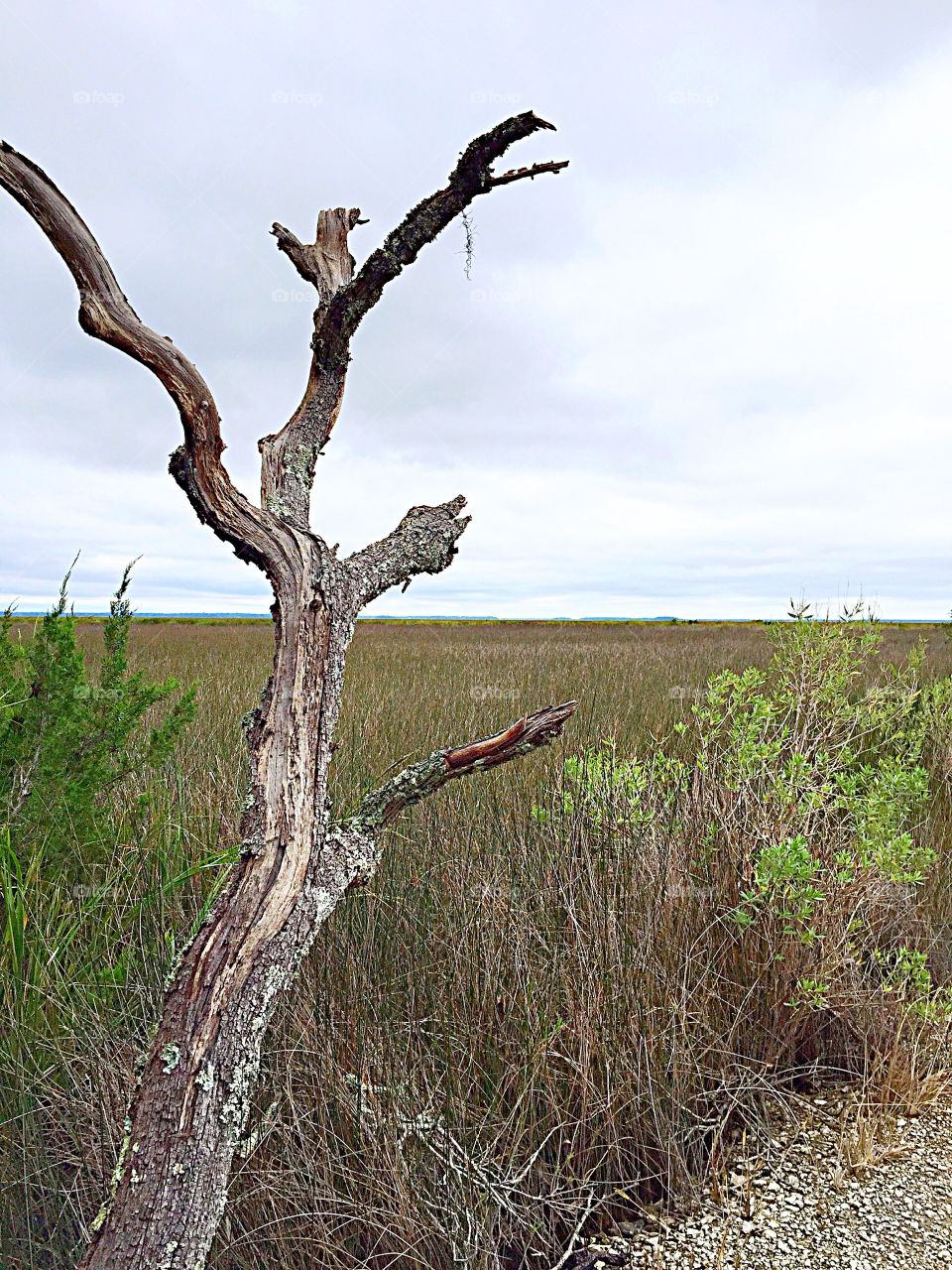 View of a Marsh