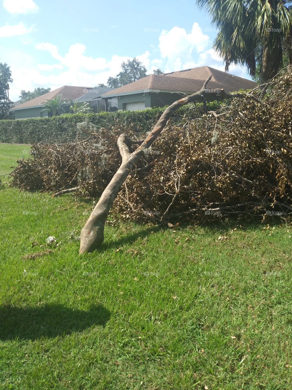 hurricane Irma twisted tree