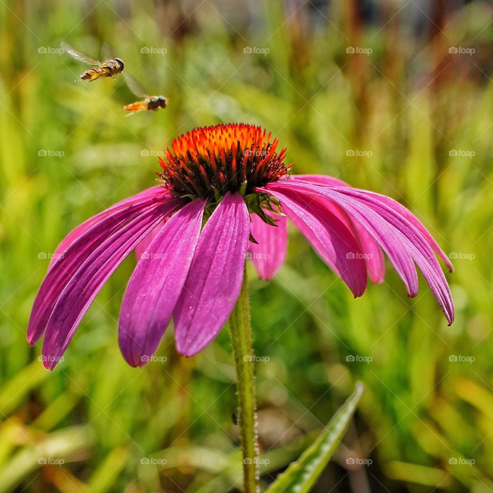 Bees flying to coneflower