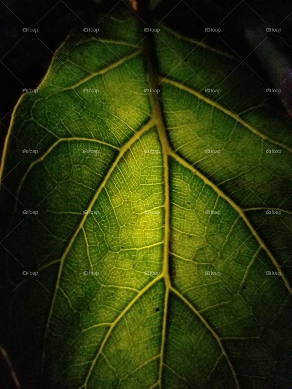 Fiddlehead Ficus Leaf