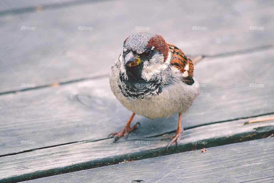 Bird. A small and cute bird