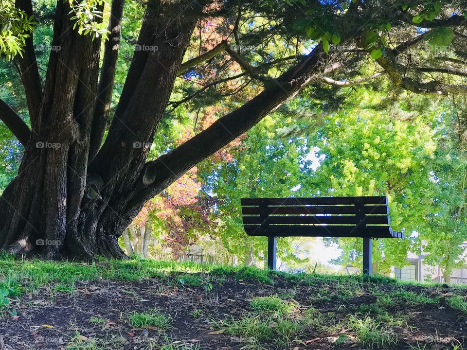 A bench in the park 
