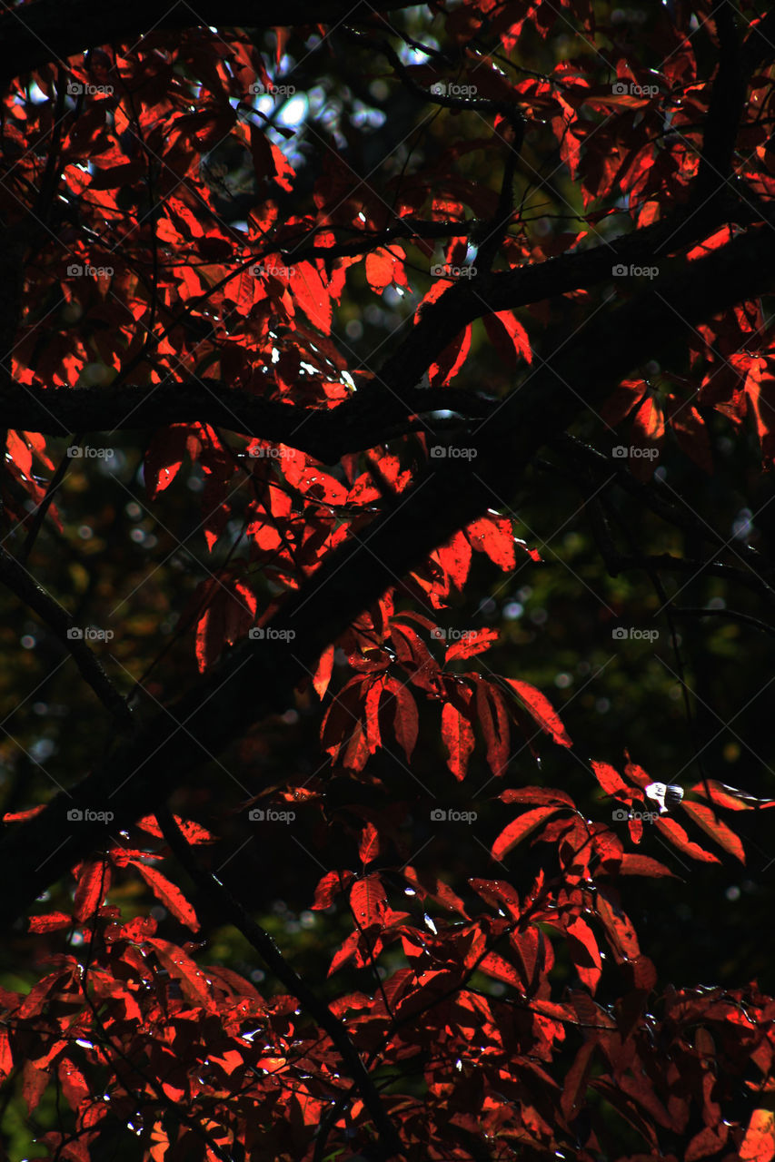 red foliage