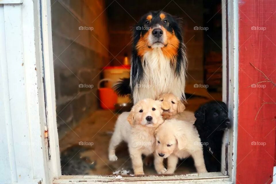 Dog-family