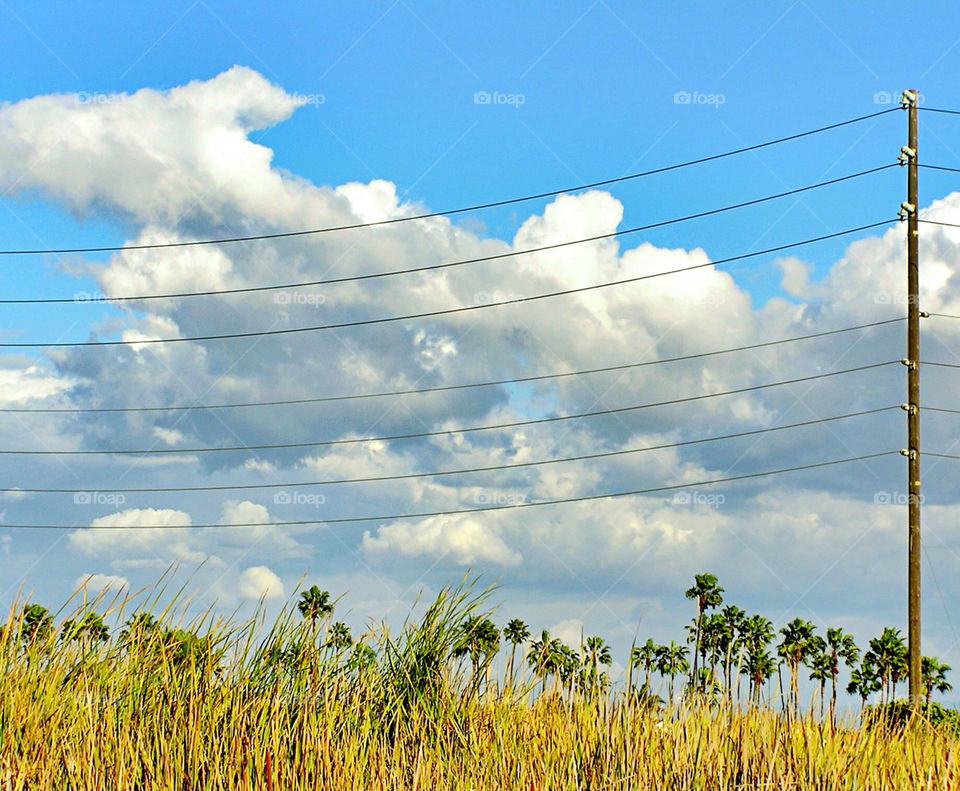 landscape sky plants palm by sightline