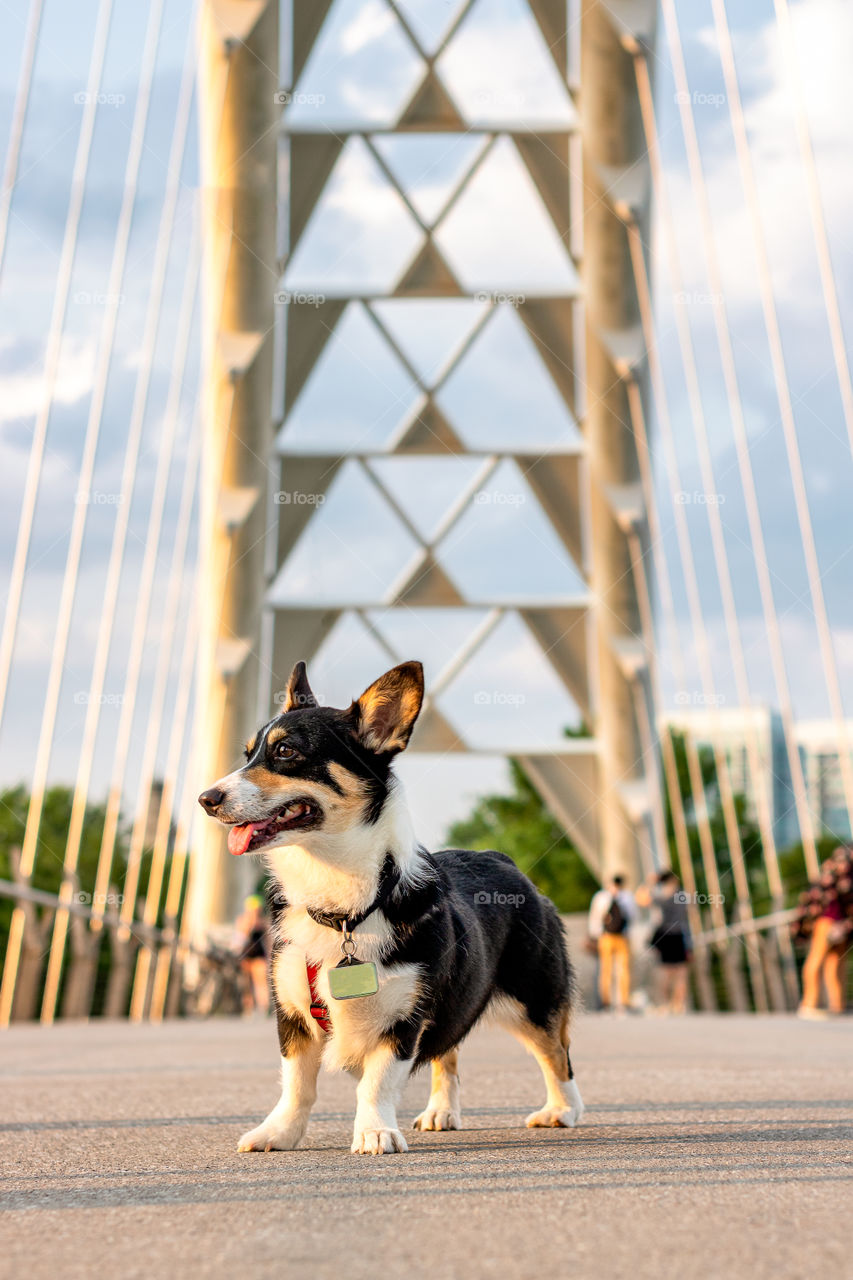 A black headed tri color pembroke Welch corgi outside on beautiful day, happily standing on a unique suspension bridge 