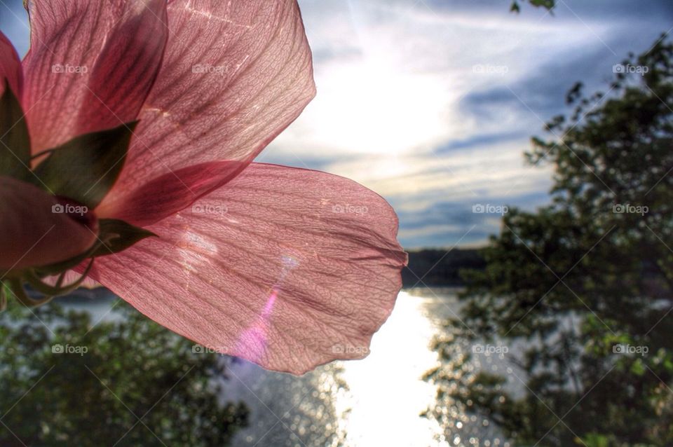 Pink petals