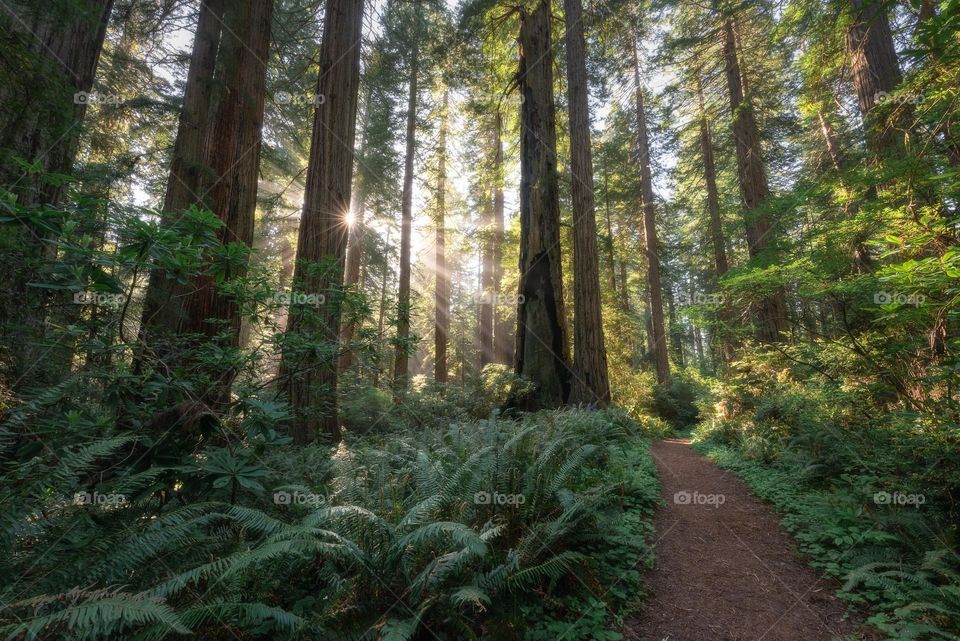 Morning walks through the beautiful landscape and hiking  trails of the Redwood National Park, California 