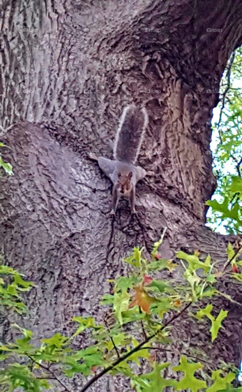Squirrel