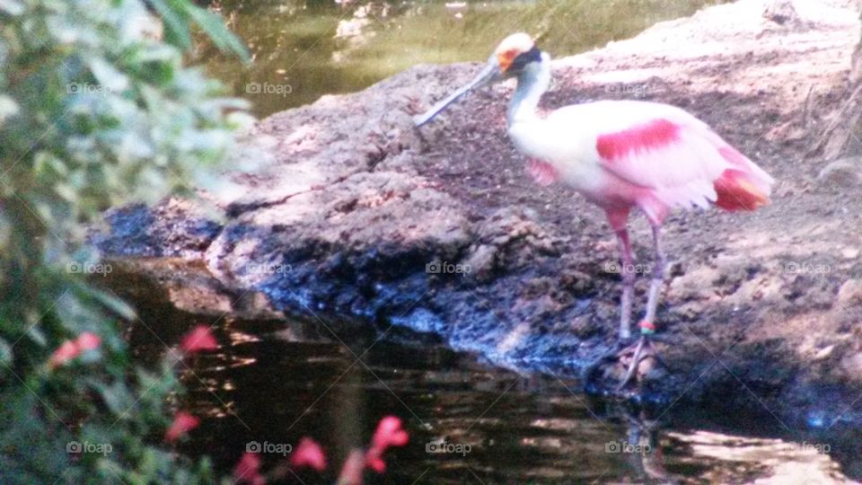 Roseate Spoonbill