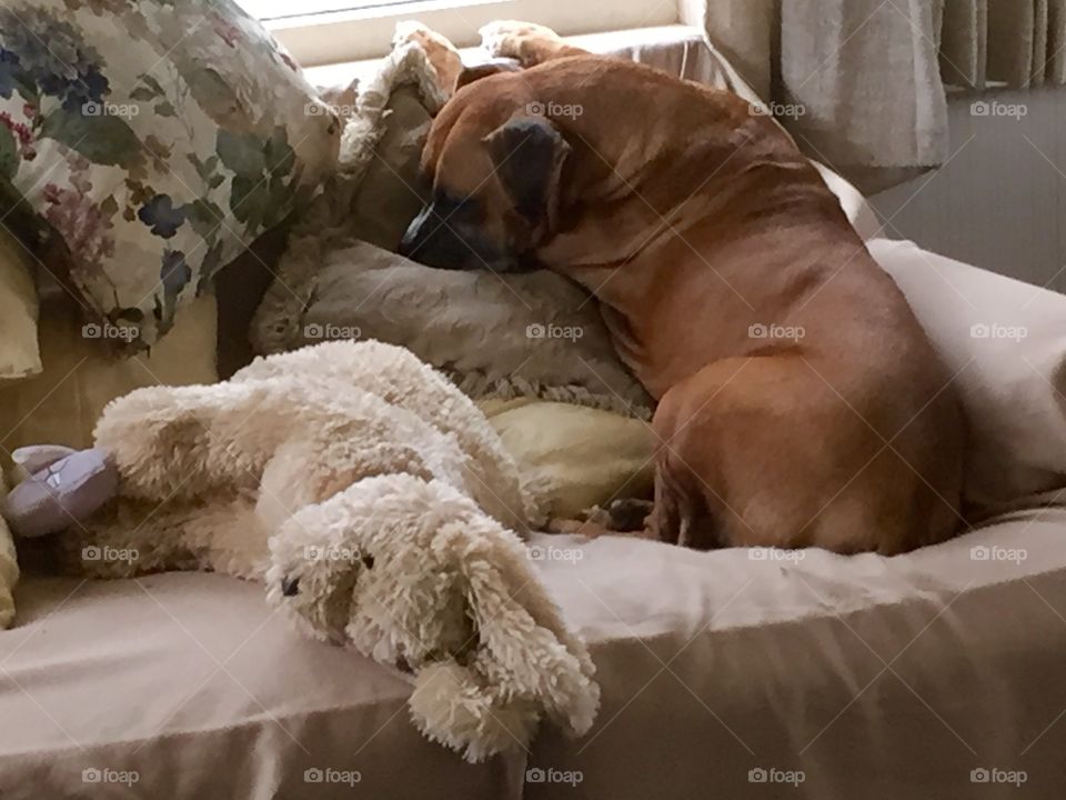 Dog and stuffed toy