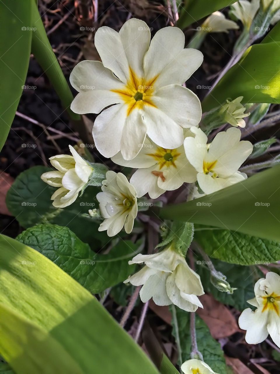 Spring flowers