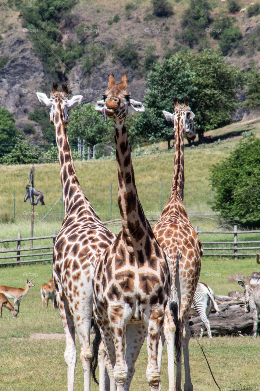 Three Giraffes 