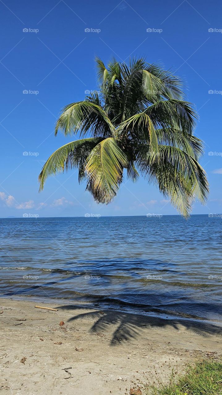 magic palmtree in Livingston