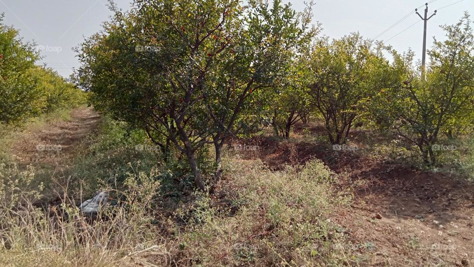 pomegranate farming 🧺