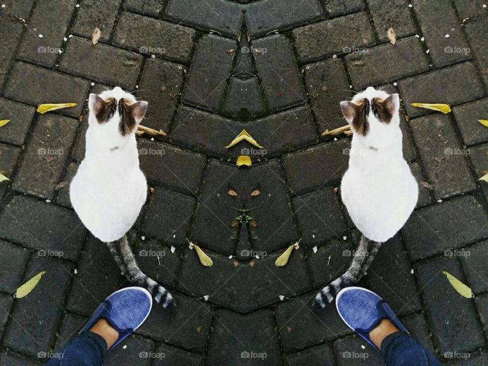 Cat and owner feet 👣🐾