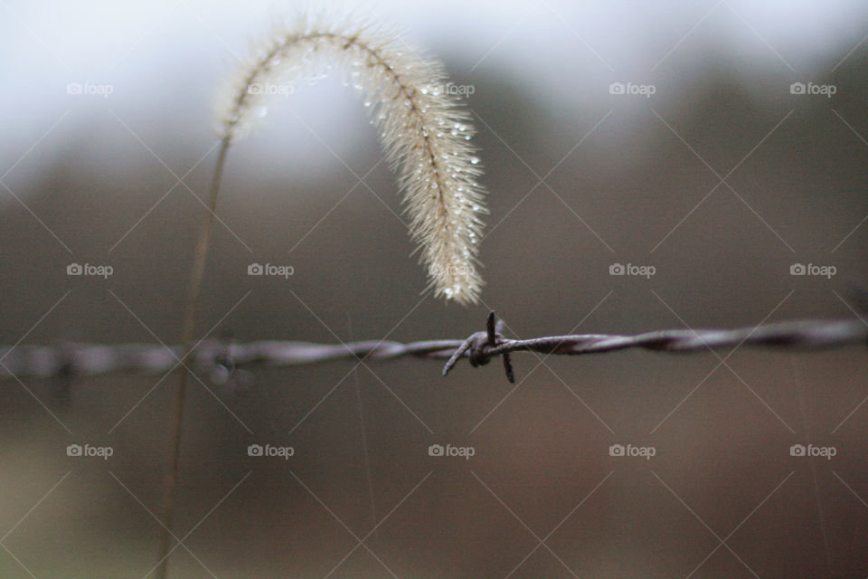 Barwire