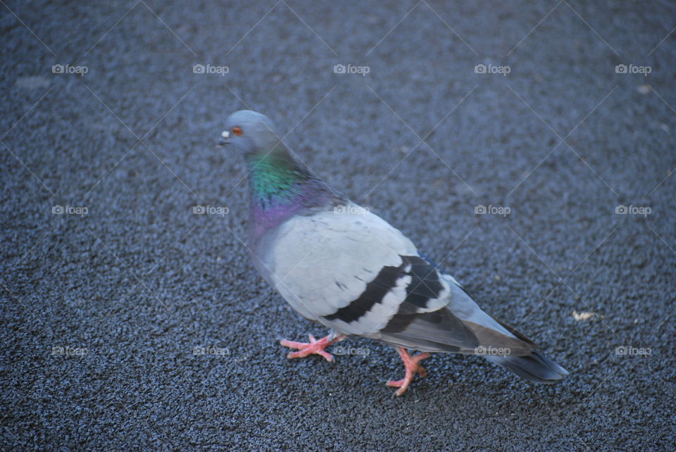 Pigeon