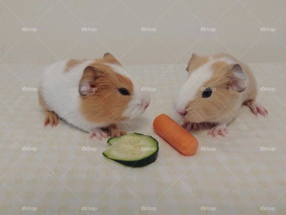 Baby guinea pigs with veggies