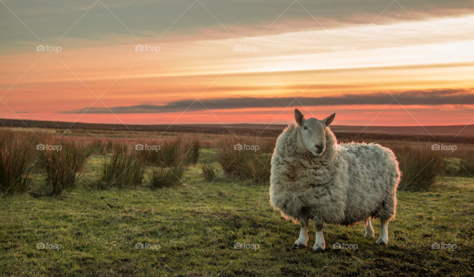 Standing sheep looking away