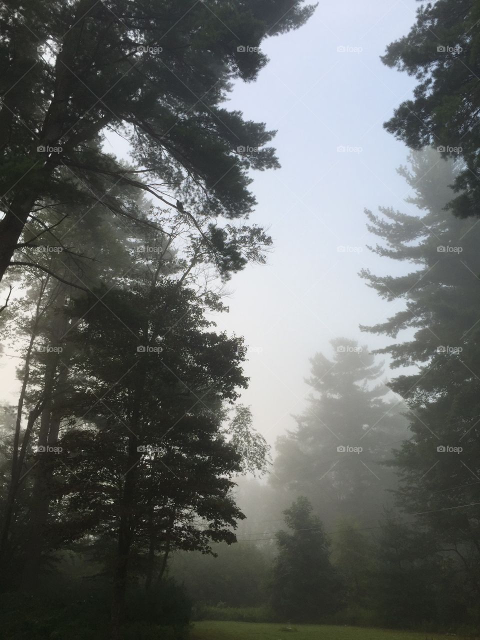 Foggy morning . Enjoying an early cup of tea outside and noticed the fog was still lingering in the pines. 