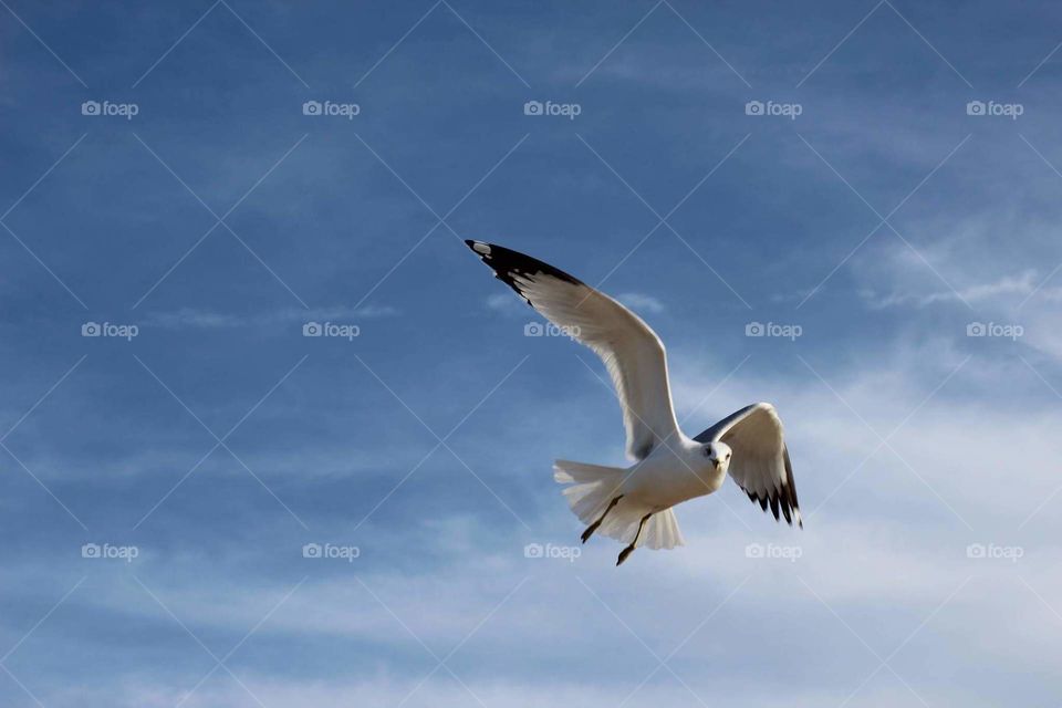 Bird, Seagulls, Flight, No Person, Sky