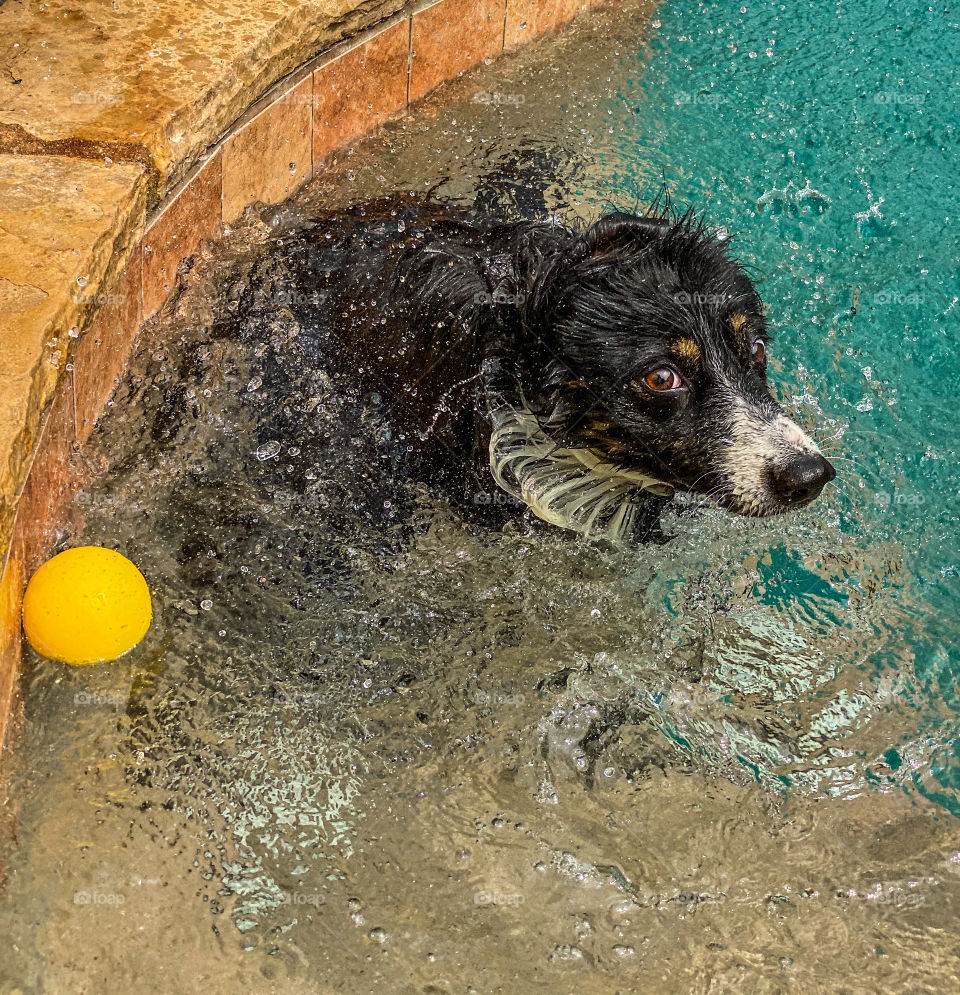 Dog shaking water off her coat in a swimming pool