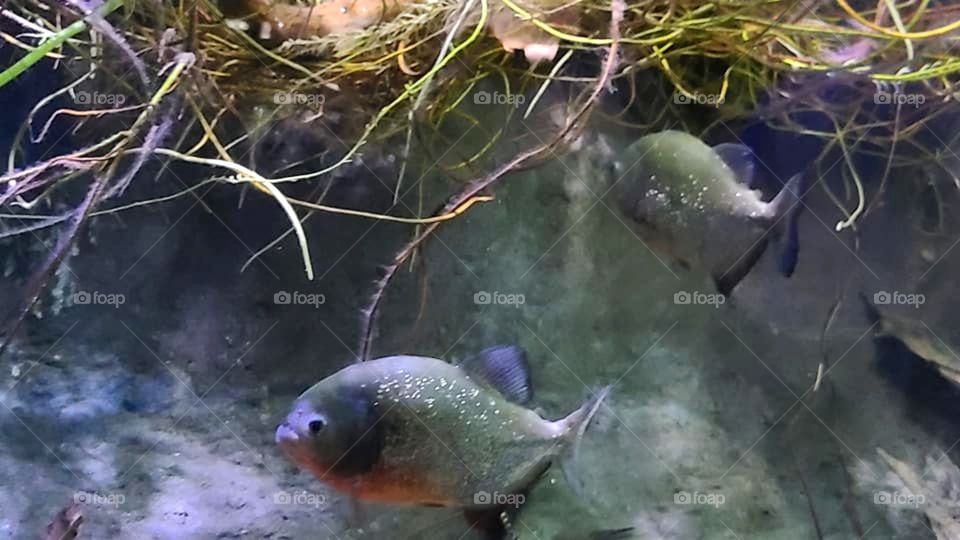 Freshwater Piranha at the Aquarium