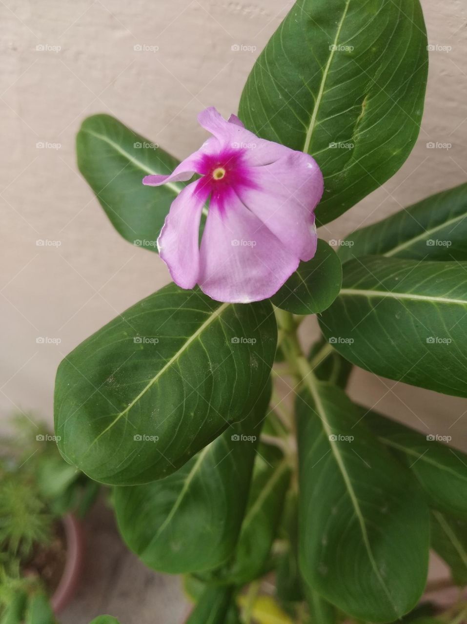 periwinkle pink flower seasonal fresh shurb small size looks very beautiful generally found everywhere