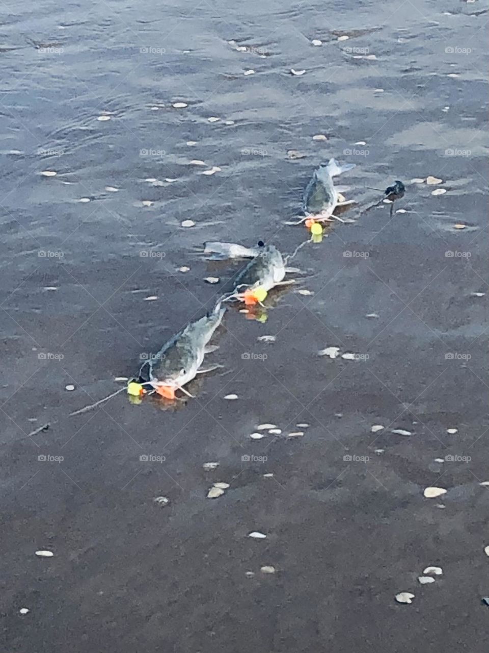 Not the best photo for multiverse, but funny! Beach fishing for trout and redfish, but pulled in THREE hard heads - threw them back!!