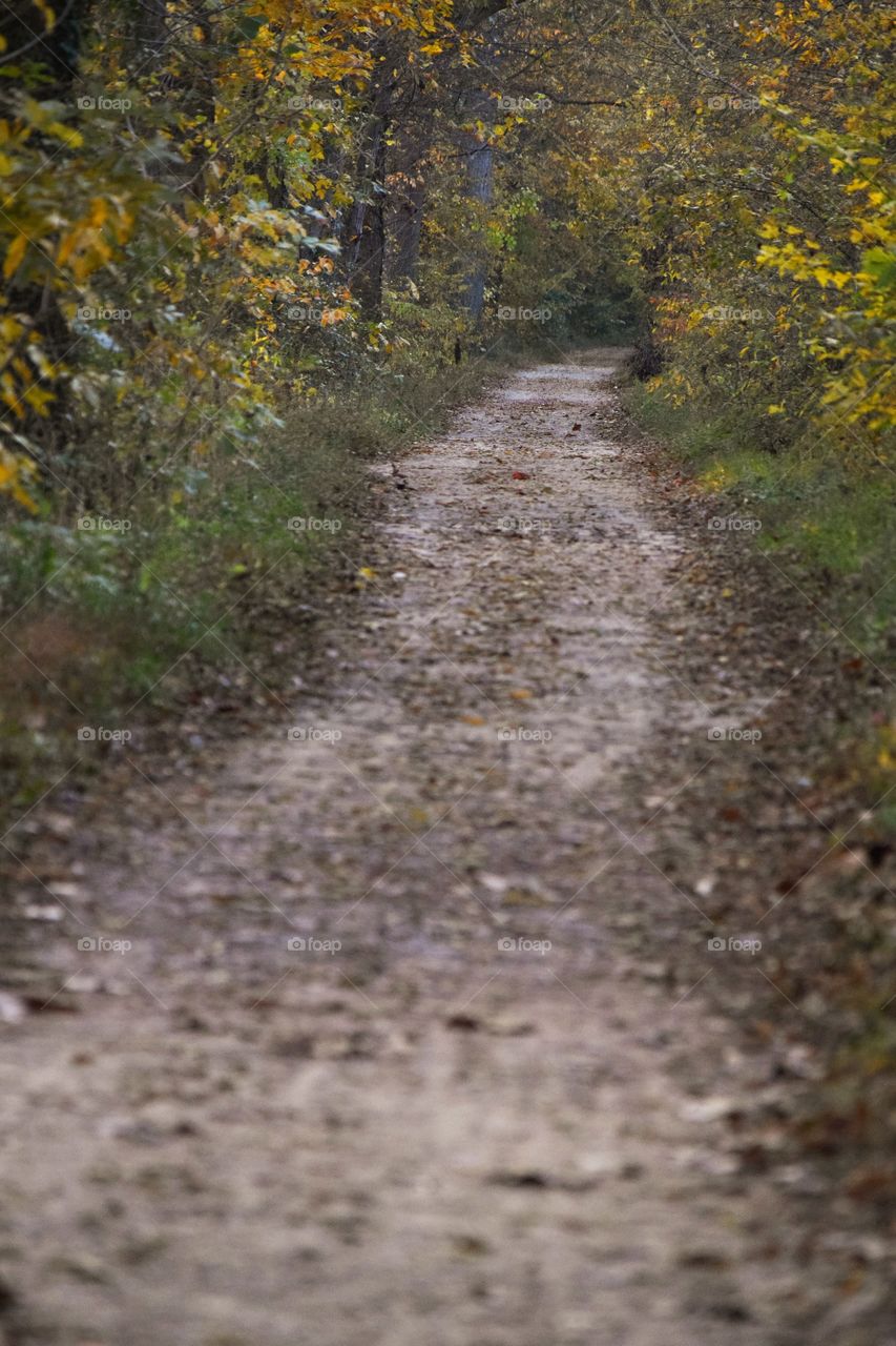 Dirt Path