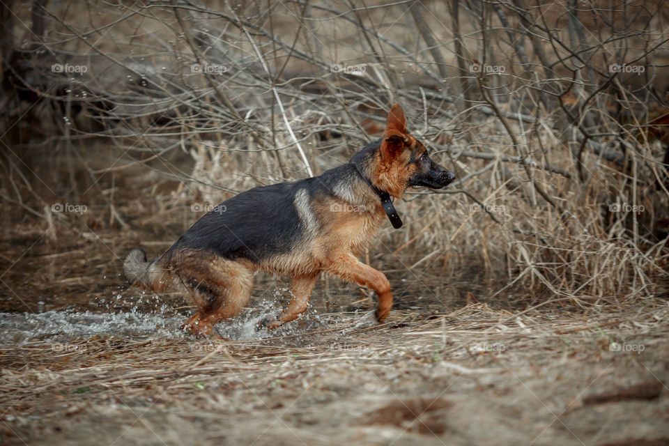 German shepherd young male dog walking outdoor at spring day