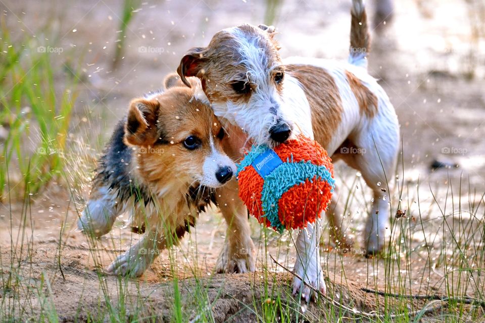 Two dogs playing