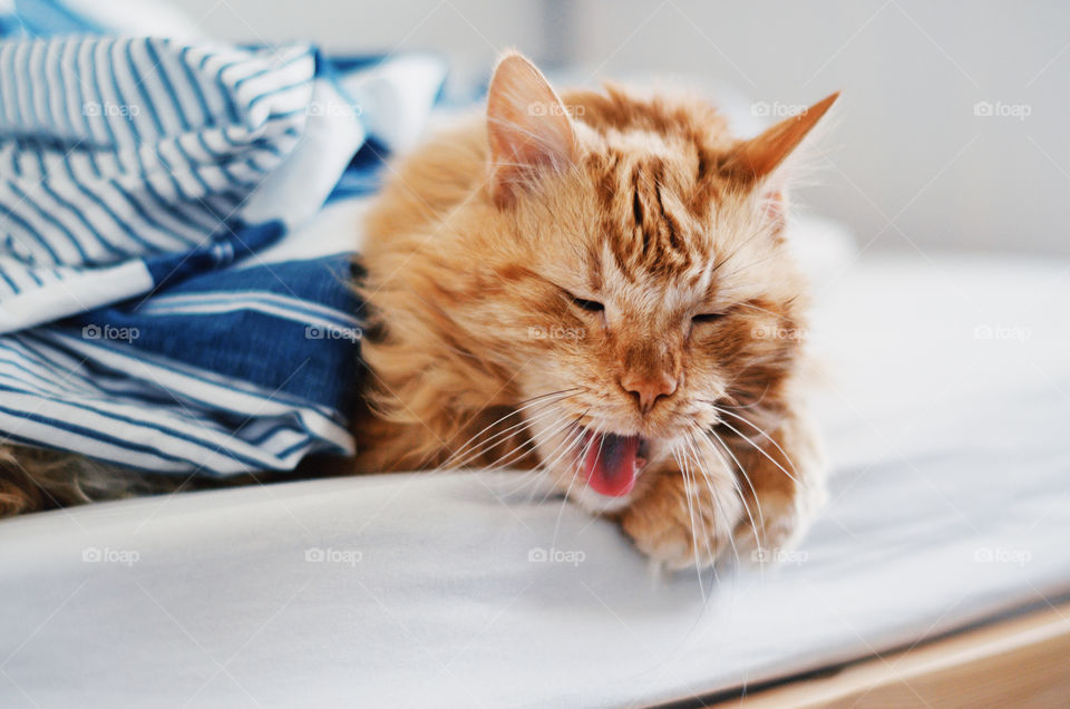 Orange furry cat yawning after a good day sleep.