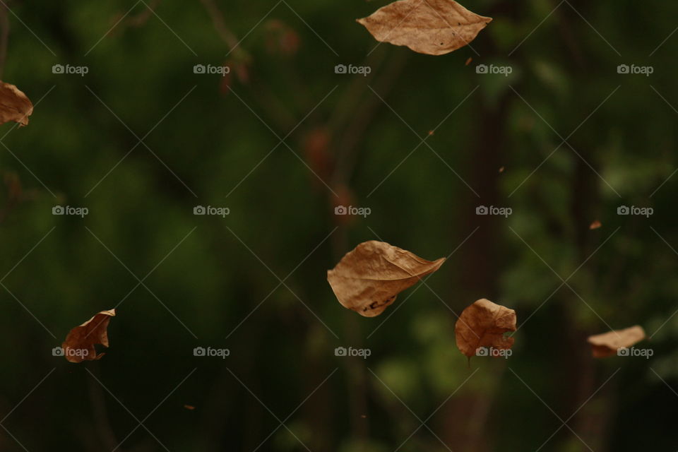 Close-Up of falling dry leaves