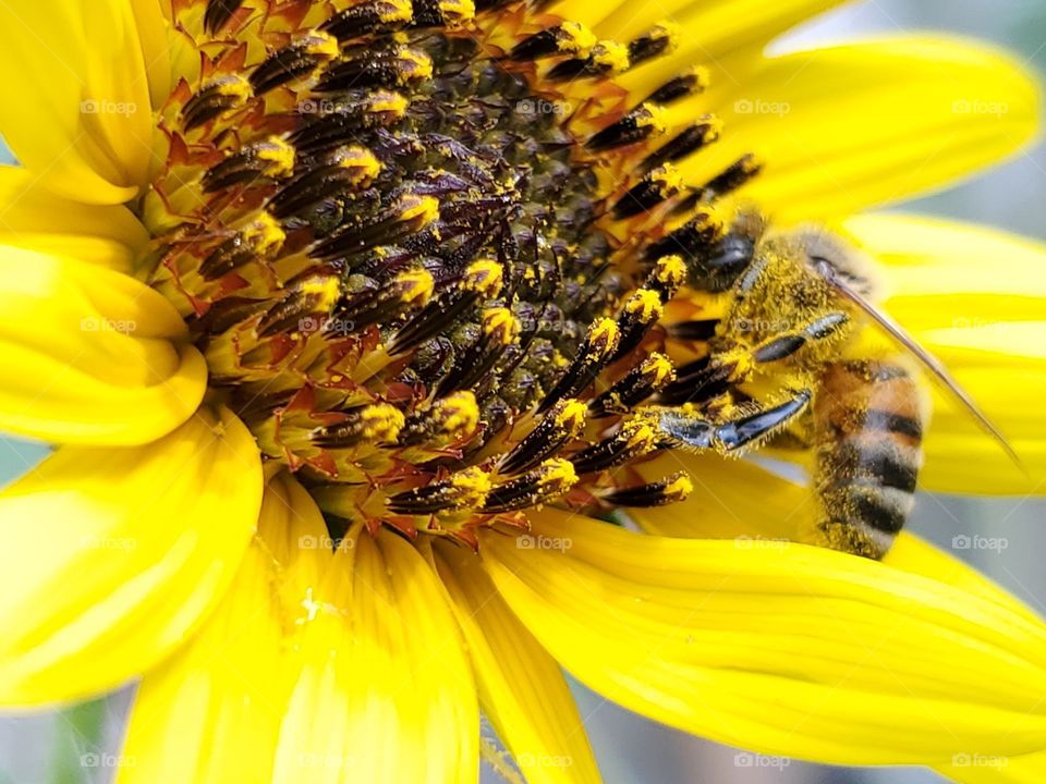 Yellow common sunflower and a honeybee pollinator
