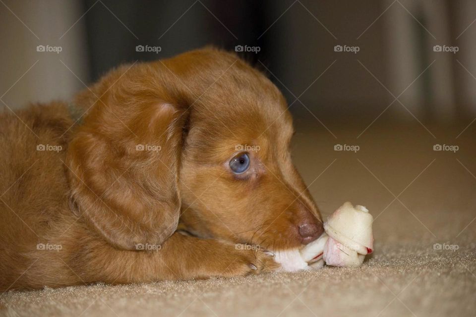 Close-up of puppy lying on carpet