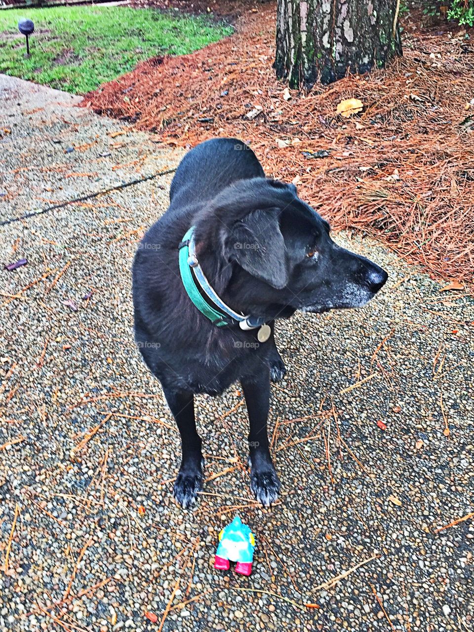 Black lab 