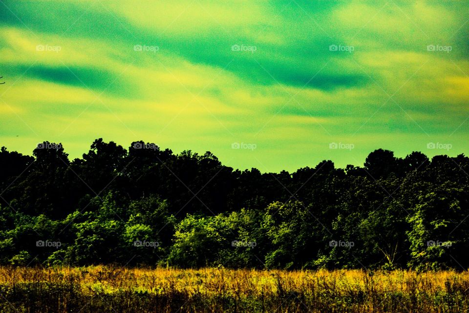 clouds over the treeline on a bright sunny day