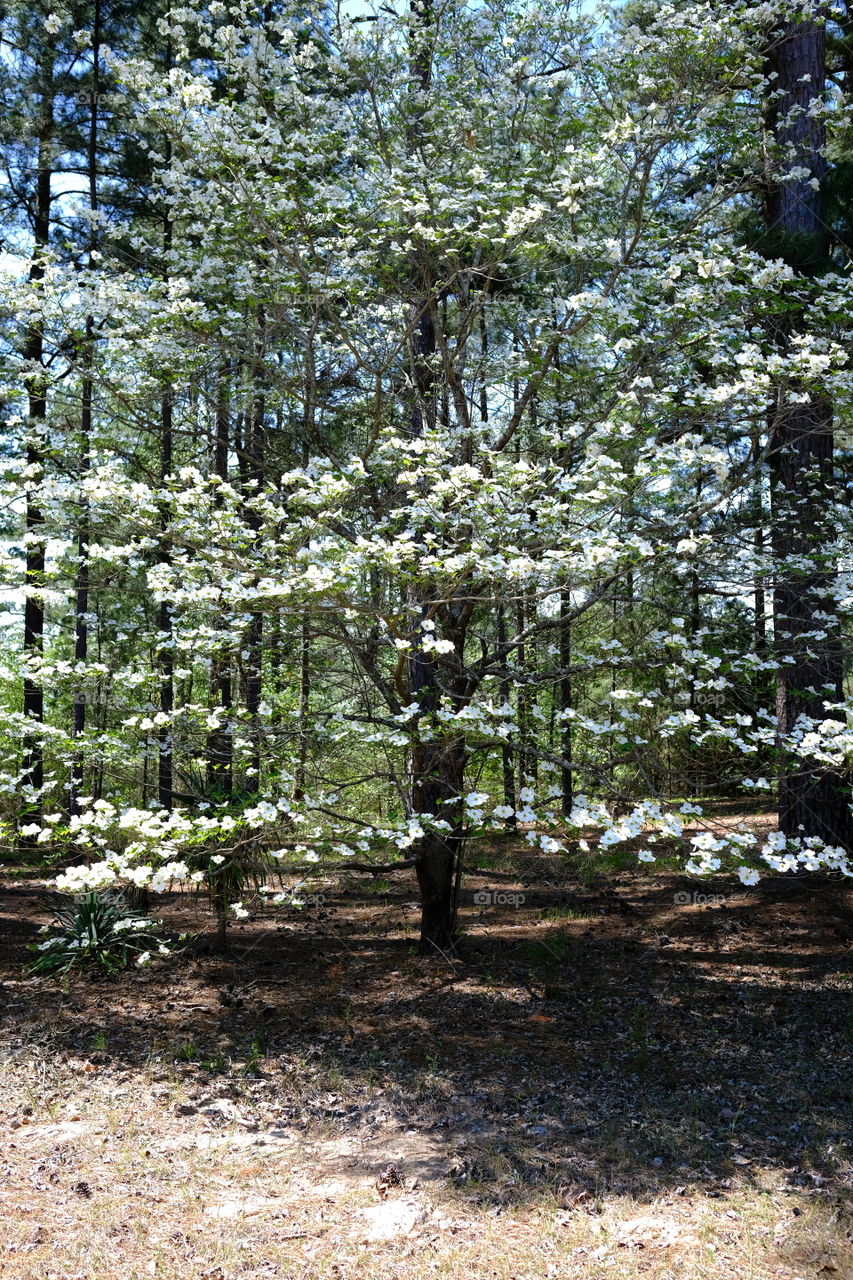Dogwood in bloom 