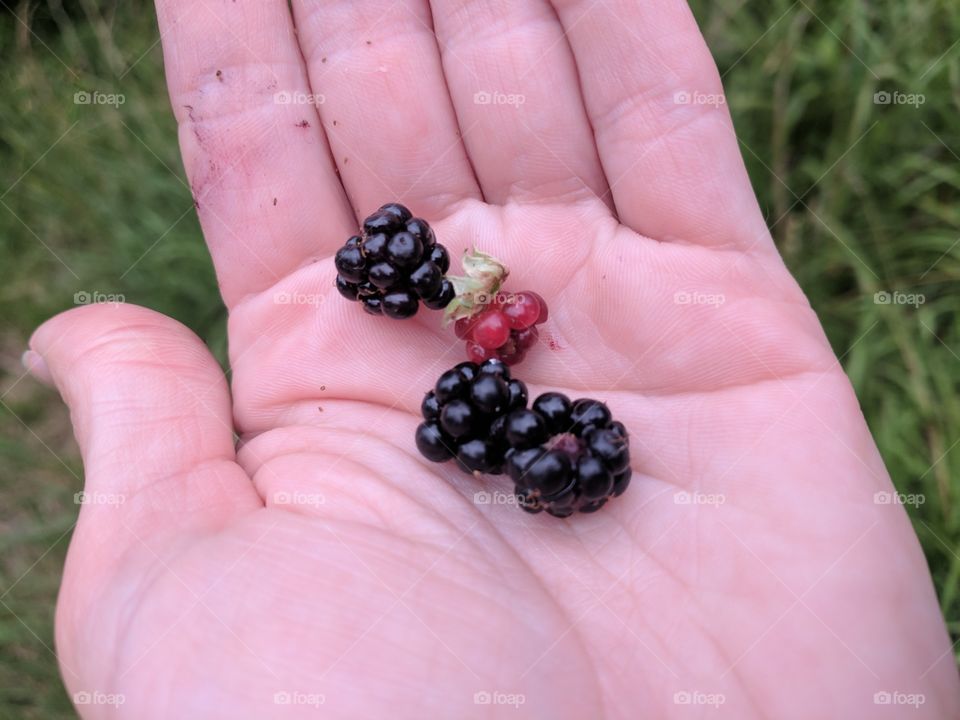 Colorful berries