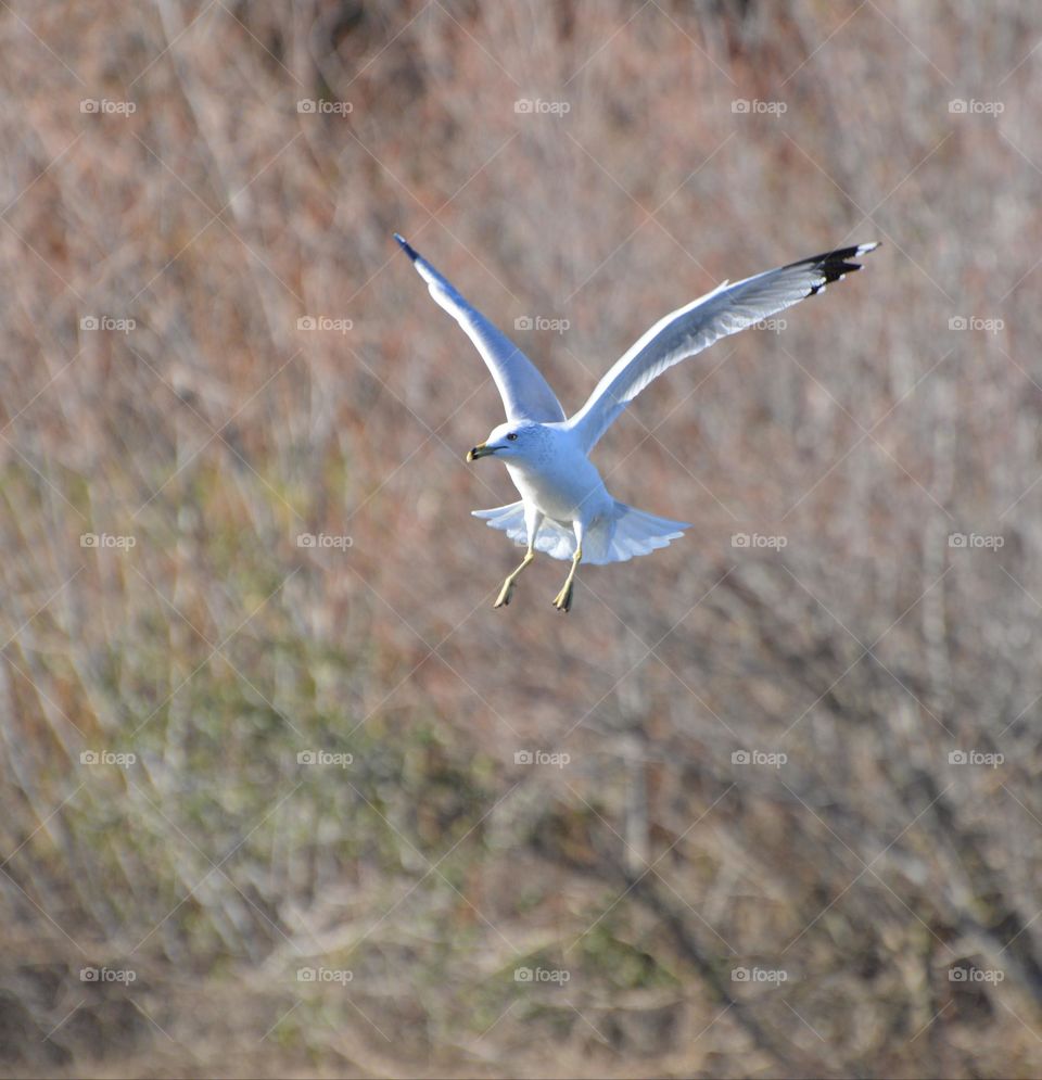 Seagull flapping its wings in mid-air over a river in Fair Oaks California