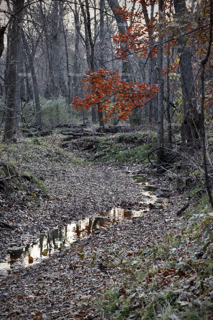 A colorful oak tree on the creek bank in autumn.