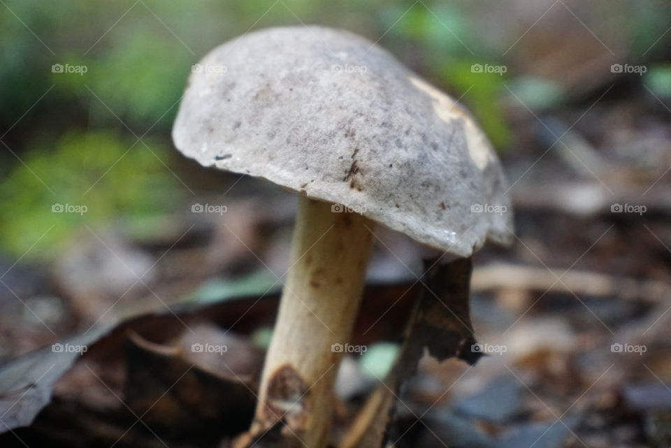 Mushrooms of North Georgia
