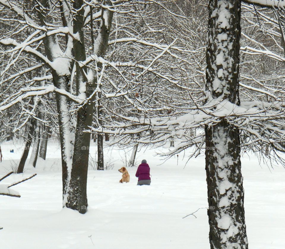 Winter, Snow, Frost, Cold, Wood