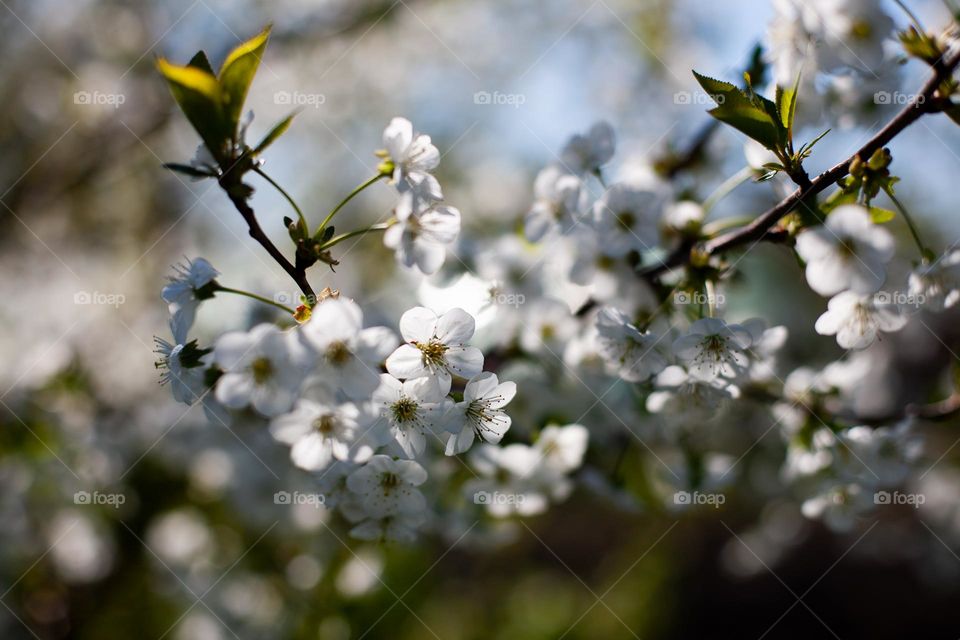 White flowers of blooming tree